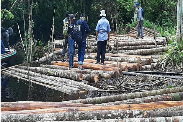 Buronan Cukong Illegal Logging Dibekuk Tim Gabungan